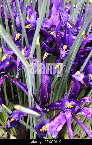 Iris reticulata 'Scent Sational' - iris nain violet profond avec freckles bleu foncé et côtes jaunes Mars, Angleterre, Royaume-Uni Banque D'Images