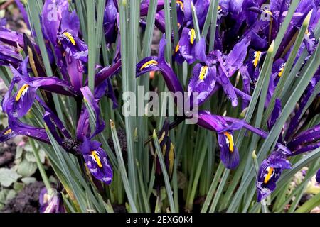 Iris reticulata 'Scent Sational' - iris nain violet profond avec freckles bleu foncé et côtes jaunes Mars, Angleterre, Royaume-Uni Banque D'Images