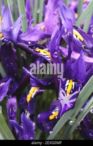 Iris reticulata 'Scent Sational' - iris nain violet profond avec freckles bleu foncé et côtes jaunes Mars, Angleterre, Royaume-Uni Banque D'Images