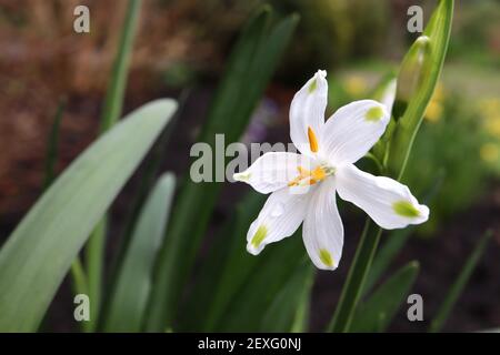 Leucojum aestivum flocon de neige d'été – fleur en forme de cloche blanche avec marquage vert sur les pointes de pétale, mars, Angleterre, Royaume-Uni Banque D'Images