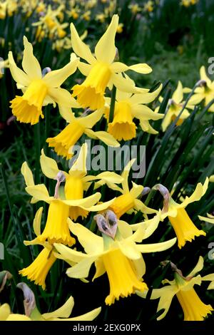 Narcissus ‘Or de février’ / Daffodil Division Or de février 6 Cyclamineus daffodils jaunes jonquilles aux coupes de frilly, mars, Angleterre, Royaume-Uni Banque D'Images