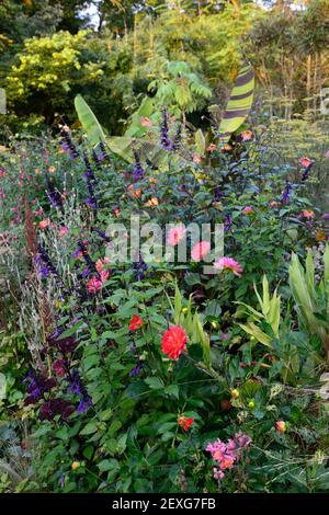 dahlia kilburn glow,dahlias d'eau,salvia amistad,musa sikkimensis tigre du bengale,plantation mixte,jardin,été,bordure exotique,lit,mixte schem de plantation Banque D'Images