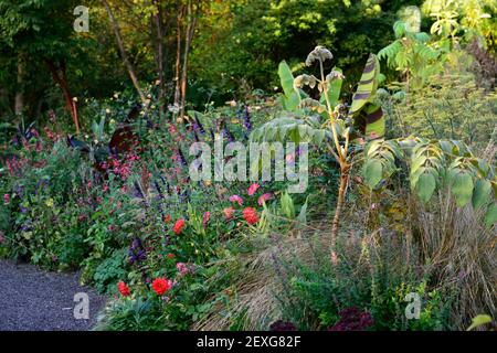 dahlia kilburn glow,dahlias d'eau,salvia amistad,musa sikkimensis tigre du bengale,plantation mixte,jardin,été,bordure exotique,lit,mixte schem de plantation Banque D'Images