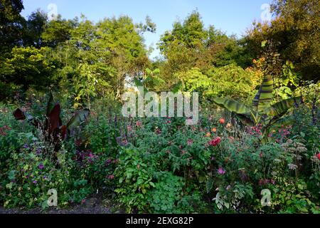 dahlia kilburn glow,dahlias d'eau,salvia amistad,salvia fulgens,musa sikkimensis tigre du bengale,ensete ventricosum maurelii,banane,banane,mixte pl Banque D'Images