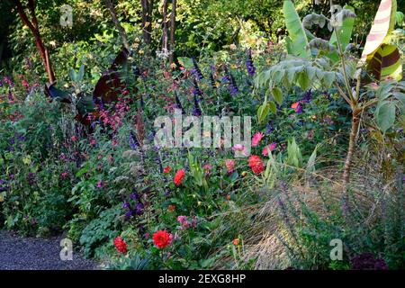 dahlia kilburn glow,dahlias d'eau,salvia amistad,salvia fulgens,musa sikkimensis tigre du bengale,ensete ventricosum maurelii,banane,banane,mixte pl Banque D'Images