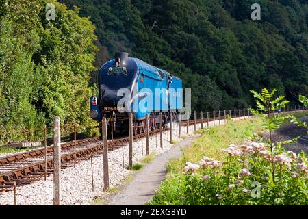 Angleterre, Devon, LNER A4 Pacific 'Bittern' visite de la gare de Kingjure sur le chemin de fer à vapeur de Dartmouth (août 2012) Banque D'Images