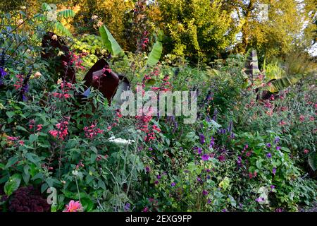 salvia fulgens,Salvia amistad,Ensete ventricosum Maurelii,musa sikkimensis tigre du bengale,plantation mixte,jardin,été,bordure exotique,lit,mixte plantation Banque D'Images