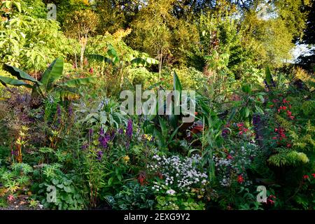 dahlia,lobelia hadspen pourpre,astrantia bo ann,dahlia pooh,salvia amistad,salvia fulgens,musa,ensate ,banane,,bananes,plantation mixte,jardin,été,exo Banque D'Images