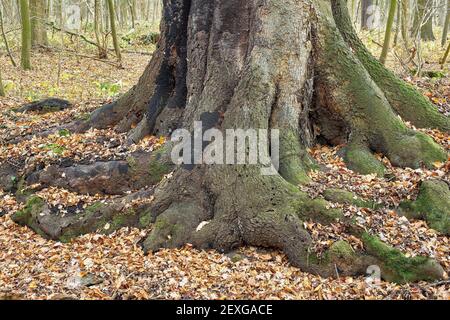 Vétéran de l'arbre avec de grandes racines. Le hêtre est vieux et malade Banque D'Images