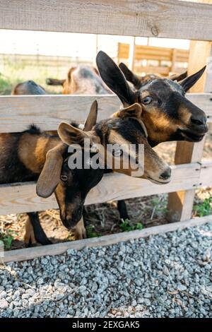 Chèvres sur la ferme. Chèvres brunes debout dans un abri en bois et regardant la caméra. Avantages du lait de chèvre Banque D'Images