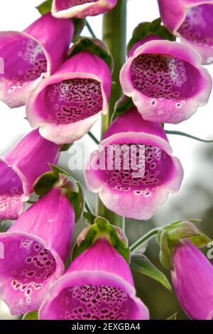 Gant Flower Banque D'Images