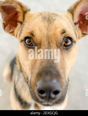 Un Berger allemand est à la verticale Image Banque D'Images