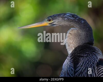 Magnifique oiseau Anhinga Banque D'Images