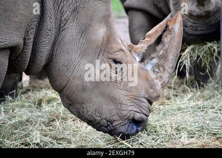 Gros plan du rhinocéros noir en profil lors du pâturage Banque D'Images