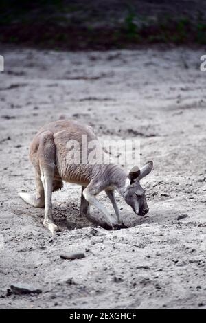 Kangourou creusant dans une petite fosse de sable pour une composition monochrmatique. Banque D'Images