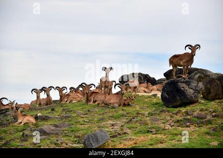 Un troupeau de chèvres de montagne se détendre sur une colline avec plusieurs regarder directement dans la caméra. Banque D'Images