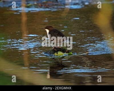 Single White-throated ou European Dipper (Cinclus inclues), le seul oiseau aquatique de Grande-Bretagne sur une pierre de mousse dans le ruisseau de montagne à Cumbria, Angleterre, Royaume-Uni Banque D'Images