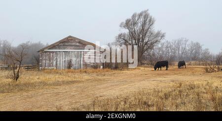 Old Farm Outbuilding et deux Black Angus Steers Banque D'Images