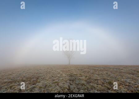 Fogbow et un arbre dans le paysage rural de la région de Turiec, Slovaquie. Banque D'Images