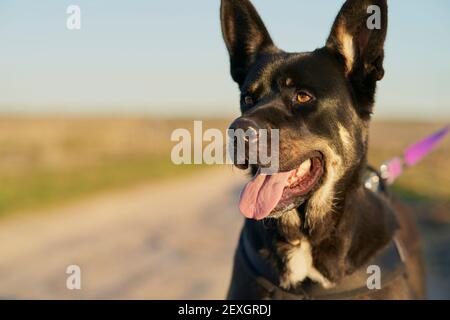 Gros plan d'un chien noir avec des taches brunes et blanches alerte Banque D'Images