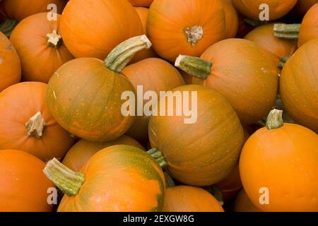 Orange Mini Pumpkins Farm Harvest Banque D'Images
