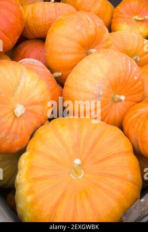 Cendrillon Pumpkins sur le marché des producteurs de Bin Banque D'Images