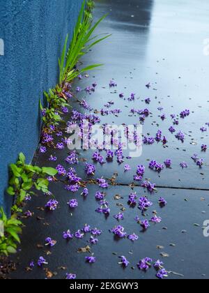 Belle mess, petite fille violet Geisha fleurs lourdes de la pluie, tombé de leurs plantes sur le béton humide en dessous Banque D'Images