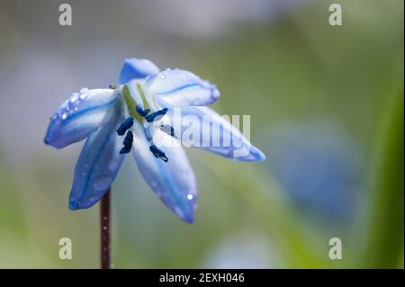 Scilla au printemps Banque D'Images