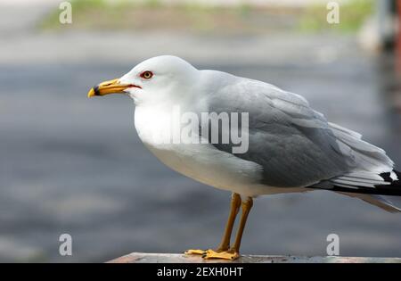 Mouette solitaire Close Up sur table pique-nique du parc Banque D'Images