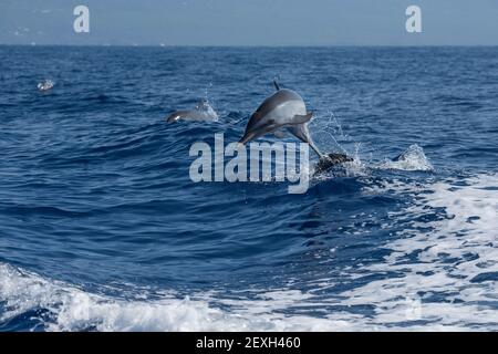 Dauphins tachetés pantropicaux, Stenella attenuata, saut, Kona du Sud, Hawaï ( la Grande île ), États-Unis ( Océan Pacifique central ) Banque D'Images