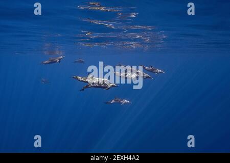 Dauphins tachetés pantropicaux, Stenella attenuata, en plein océan, Kona du Sud, Hawaï ( la Grande île ), États-Unis ( Océan Pacifique central ) Banque D'Images