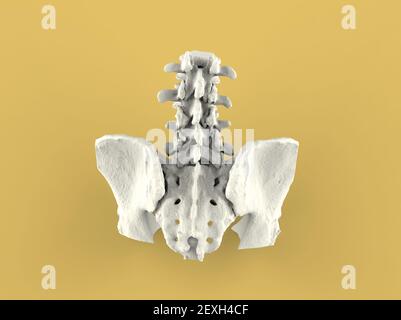 Modèle de rachis humain, partie inférieure, rendu 3D Banque D'Images