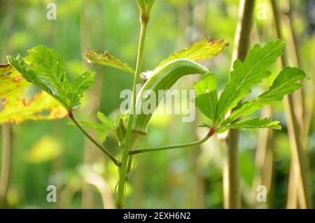 Un ladyfinger vert mûr poussant dans un jardin Banque D'Images