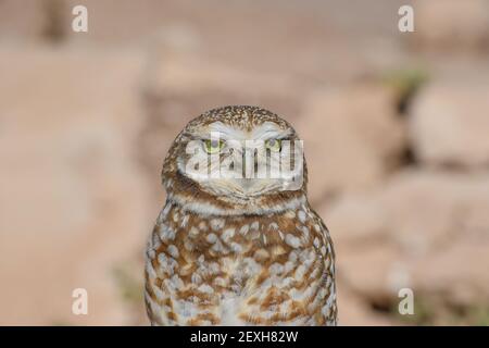 Hibou de l'emprunt Banque D'Images