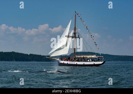 Baleine à nageoires ou baleine à nageoires, Balaenoptera physalus, baie de Fundy, en train de picher ou de souffler, devant un bateau d'observation des baleines, près de l'île Deer, Canada Banque D'Images