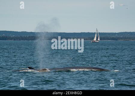 Rorquals communs ou rorquals à nageoires, Balaenoptera physalus, soufflant ou piquant au large de l'île Grand Manan, avec voilier en arrière-plan, baie de Fundy, N.-B., Canada Banque D'Images