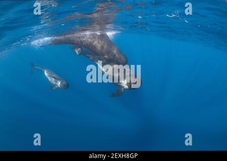 Baleines pilotes à longues nageoires, Globicephala melas, deux adultes, un mineur et un petit veau, détroit de Gibraltar ( Atlantique Nord ) Banque D'Images