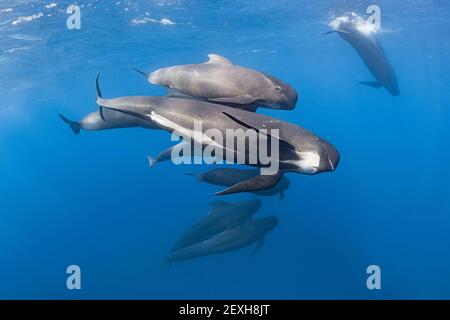 Baleines-pilotes à longues naines, Globicephala melas, détroit de Gibraltar ( Atlantique Nord ) Banque D'Images