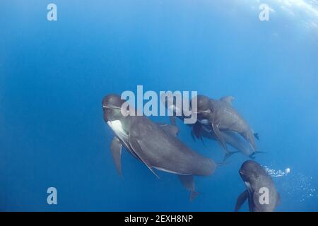 Baleines-pilotes à longues naines, Globicephala melas, détroit de Gibraltar ( Atlantique Nord ) Banque D'Images