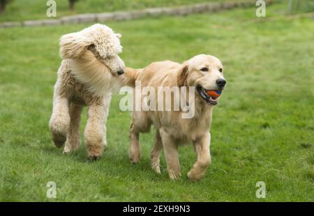 Heureux Golden Retreiver Dog Poodle avec animaux domestiques chiens jouant Fetch Banque D'Images