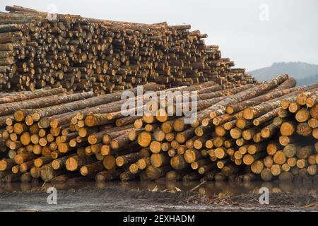 Bois de scierie en tas trunks en bois en attente de traitement Banque D'Images