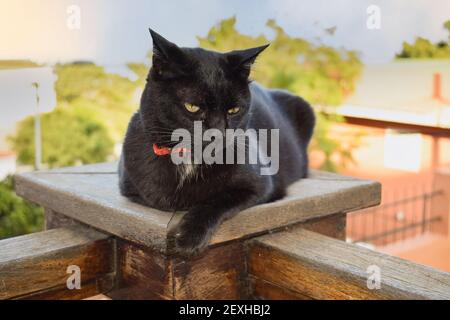 Foyer sélectif d'un chat noir allongé sur un surface en bois sur un arrière-plan flou Banque D'Images