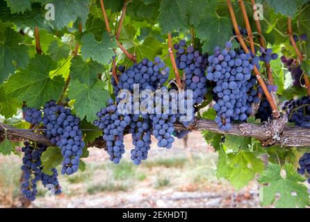 Raisins sur la vigne longue rangée horizontale de fruit mûr doux Banque D'Images