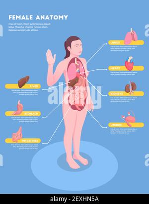 Infographies isométriques de l'anatomie féminine avec corps de la femme et organes internes illustration vectorielle 3d Illustration de Vecteur