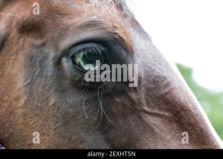 American Paint Horse jument avec les yeux bleus de près Banque D'Images