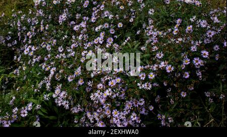 Aster d'automne dans le jardin. Variétés sous-dimensionnées. Petit jardin Astra fleurs. Groupe d'asters alpins Banque D'Images