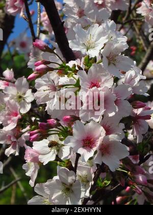 Une belle photo de fleurs blanches cultivées sur les branches Et les brindilles d'une plante de cerisier Banque D'Images