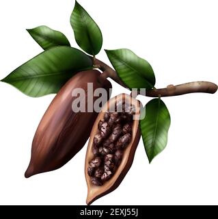 Branche de cacao composition réaliste avec image de fruits de cacao illustration du vecteur sur un membre avec des feuilles et des grains Illustration de Vecteur