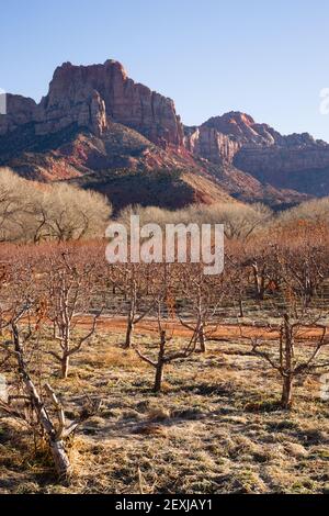 Sunrise High Mountain Buttes Zion National Park Desert Southwest Orchard Banque D'Images