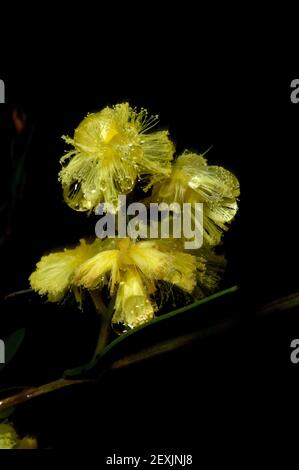 Il venait d'arrêter de pleuvoir quand je suis tombé sur cette fleur arrosée avec des gouttes de pluie. Pensez qu'il s'agissait de Silver Wattle (Acacia dealbata). Banque D'Images